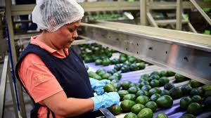 Most Avocado Farmers Sell Their Entire Crop To Big Ag Processors For Bottom Dollar