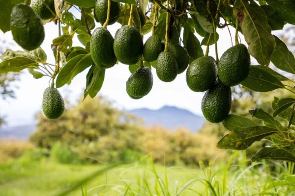 Decentralized Avocados